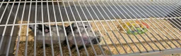 Parrots birds for sale: Silly teamed hand reared African grey Baby in Greenford - Advert 8