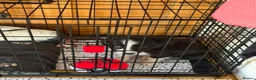 Border Collie dogs for sale: Border Collie Goku - Advert 4