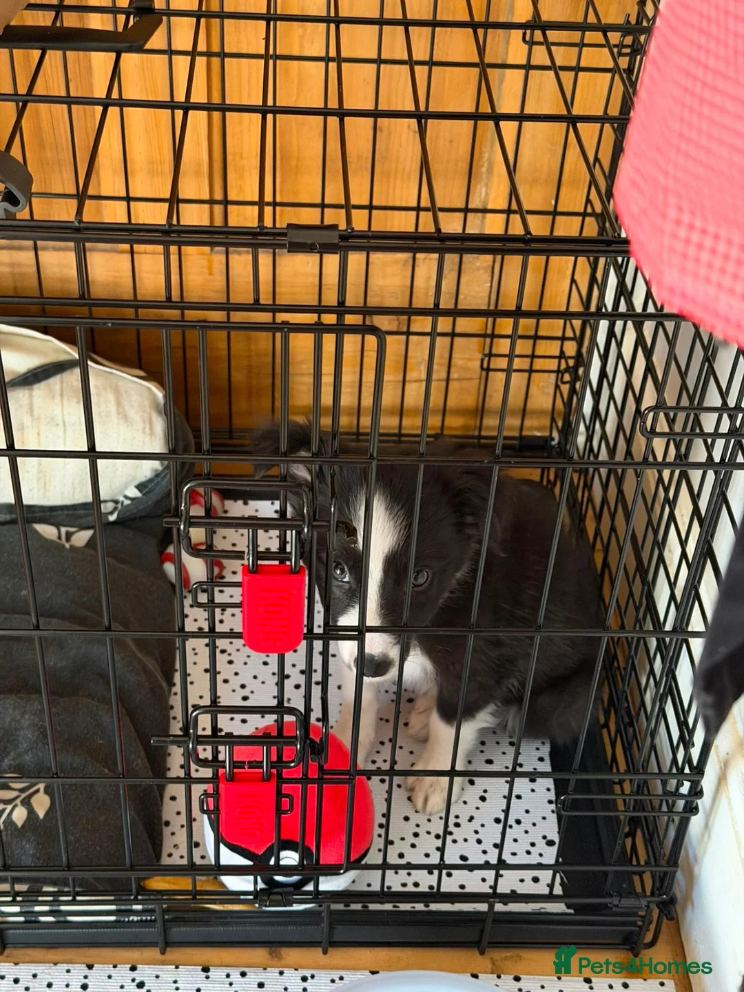 Border Collie dogs for sale: Border Collie Goku - Advert 4