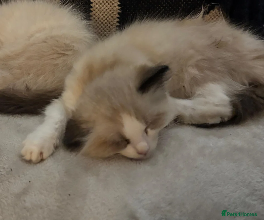 Ragdoll cats for sale: 3x stunning GCCF reg ragdolls remanding.   - Advert 23
