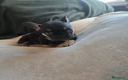 French Bulldog dogs for sale: frenchie pups merle ready now - Image 3