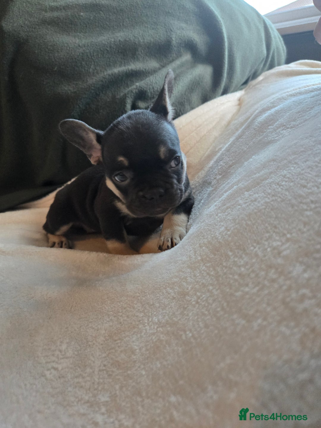 French Bulldog dogs for sale: frenchie pups merle ready now - Image 3