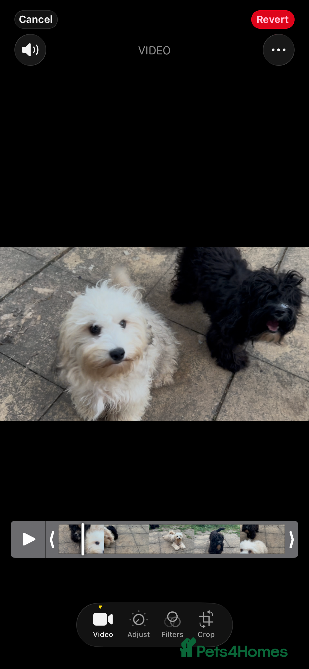 Havanese dogs Sweet Bella 🤗 - Advert 1