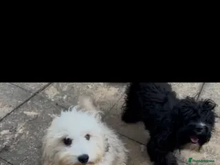 Havanese dogs Sweet Bella 🤗 - Advert 1
