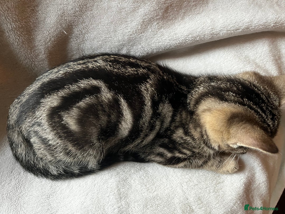 Bengal cats for sale:  Glittery Bengal X KittensWith Famous References!  - Advert 17