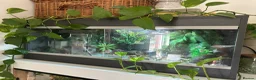 Gecko reptiles for sale: African fat tailed gecko with setup - Advert 1