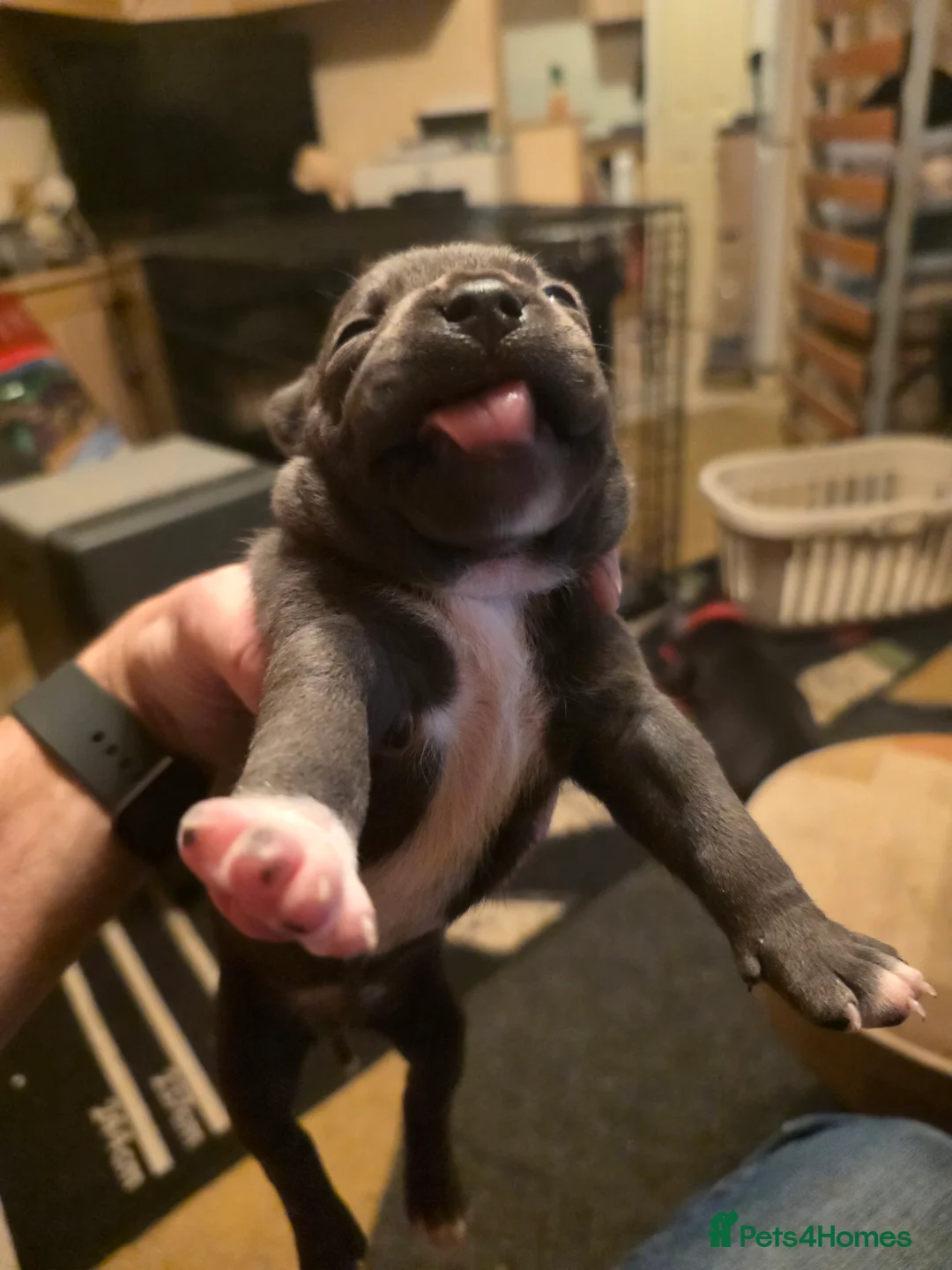 Staffordshire Bull Terrier dogs for sale: Blue Staffordshire Bull Terrier - Advert 15