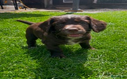 Cocker Spaniel dogs for sale: Working Cocker Spaniel Puppies - Image 2