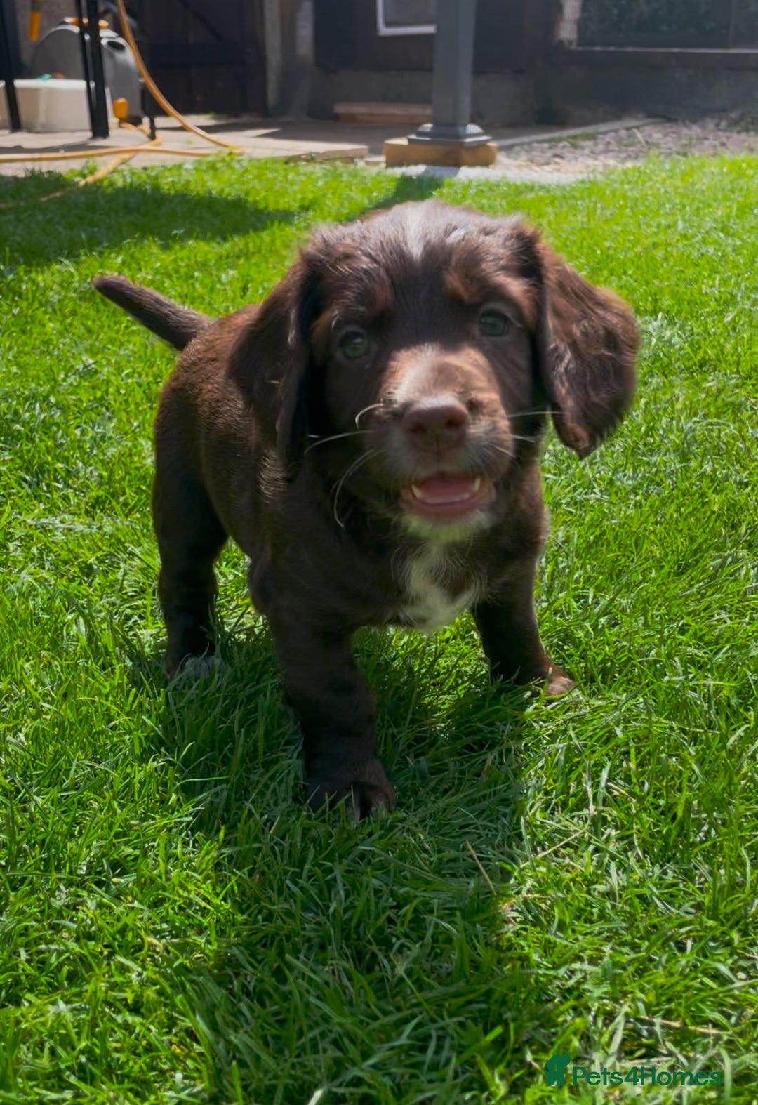 Cocker Spaniel dogs for sale: Working Cocker Spaniel Puppies - Image 2
