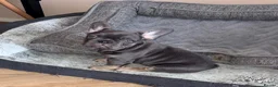 French Bulldog dogs for sale: Beautiful littler of KC French Bulldog Puppies. - Advert 12