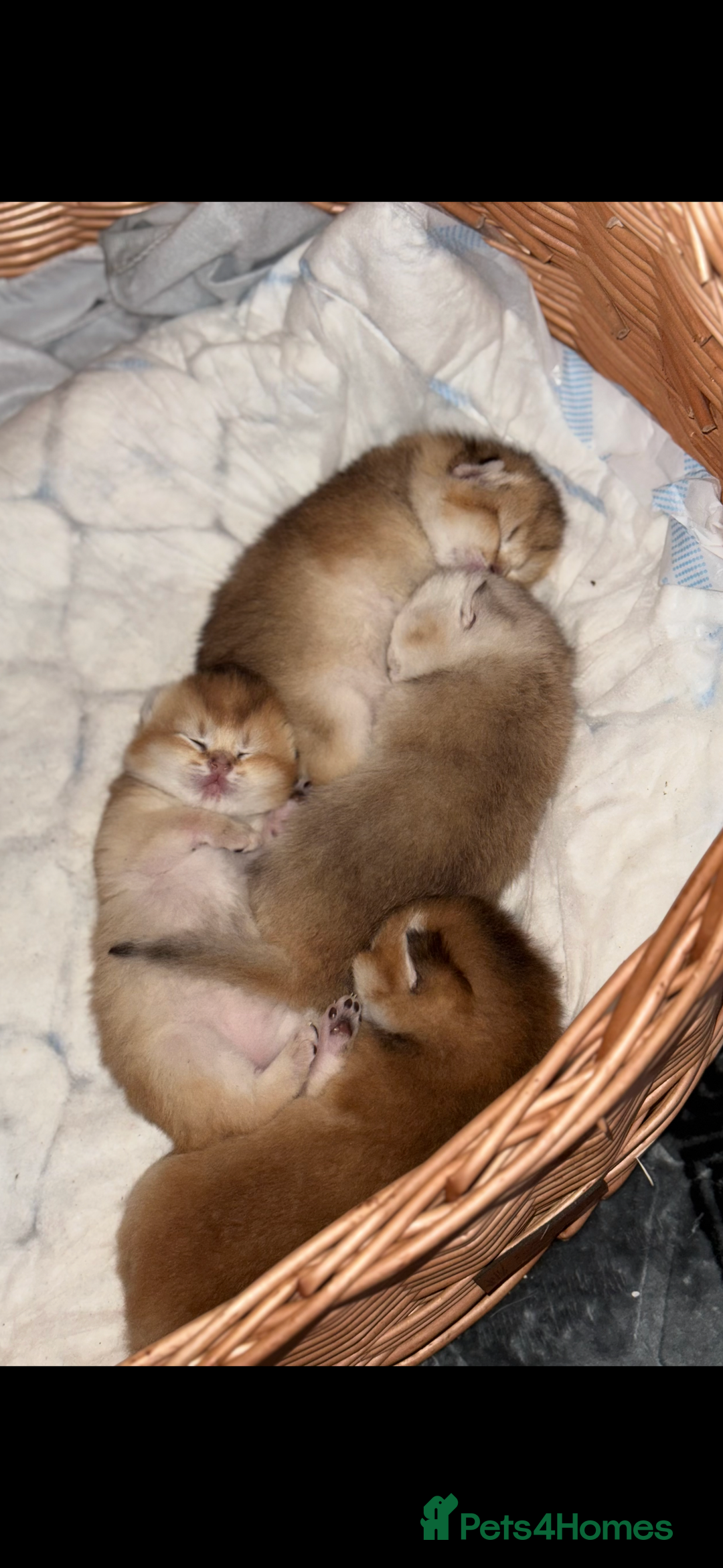 British Shorthair cats for stud: purebred scottish chinchilla straight for stud in London - Image 6