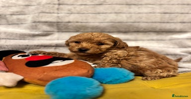 Maltipoo dogs - Advert 1