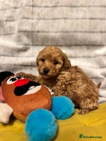 Maltipoo dogs - Advert 1