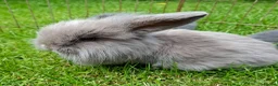 Mixed Breed rabbits for sale: 4 lovely minilop lionhead rabbits  - Advert 16