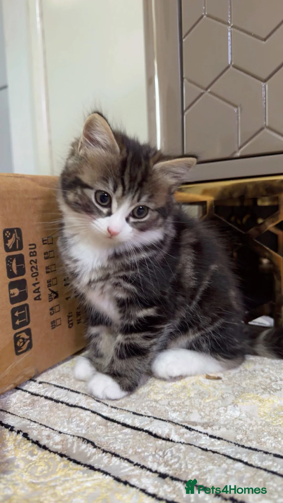 British Shorthair cats for sale: Kitten  - Advert 9