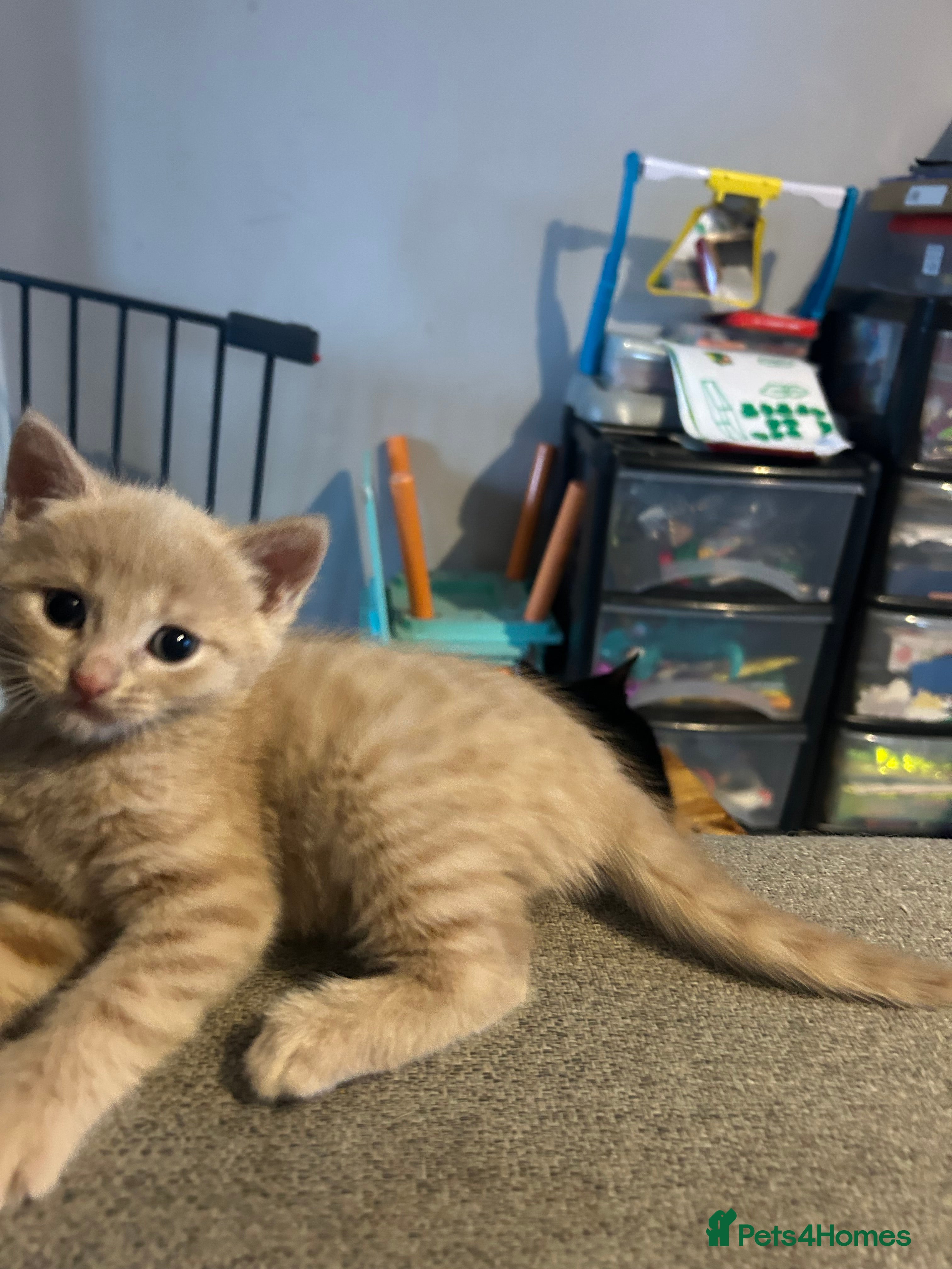 British Shorthair cats 2 kittens available again - Advert 3