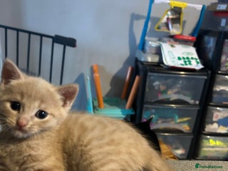 British Shorthair cats 2 kittens available again - Advert 4