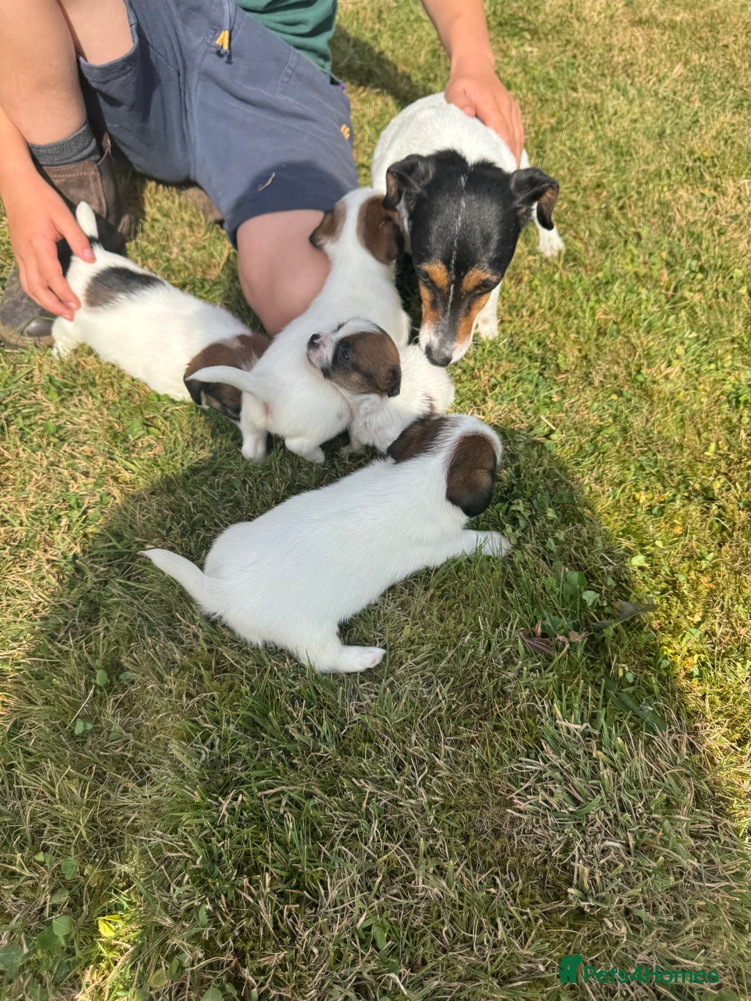 Jack Russell dogs for sale: Pedigree Jack Russell Puppies  - Image 19