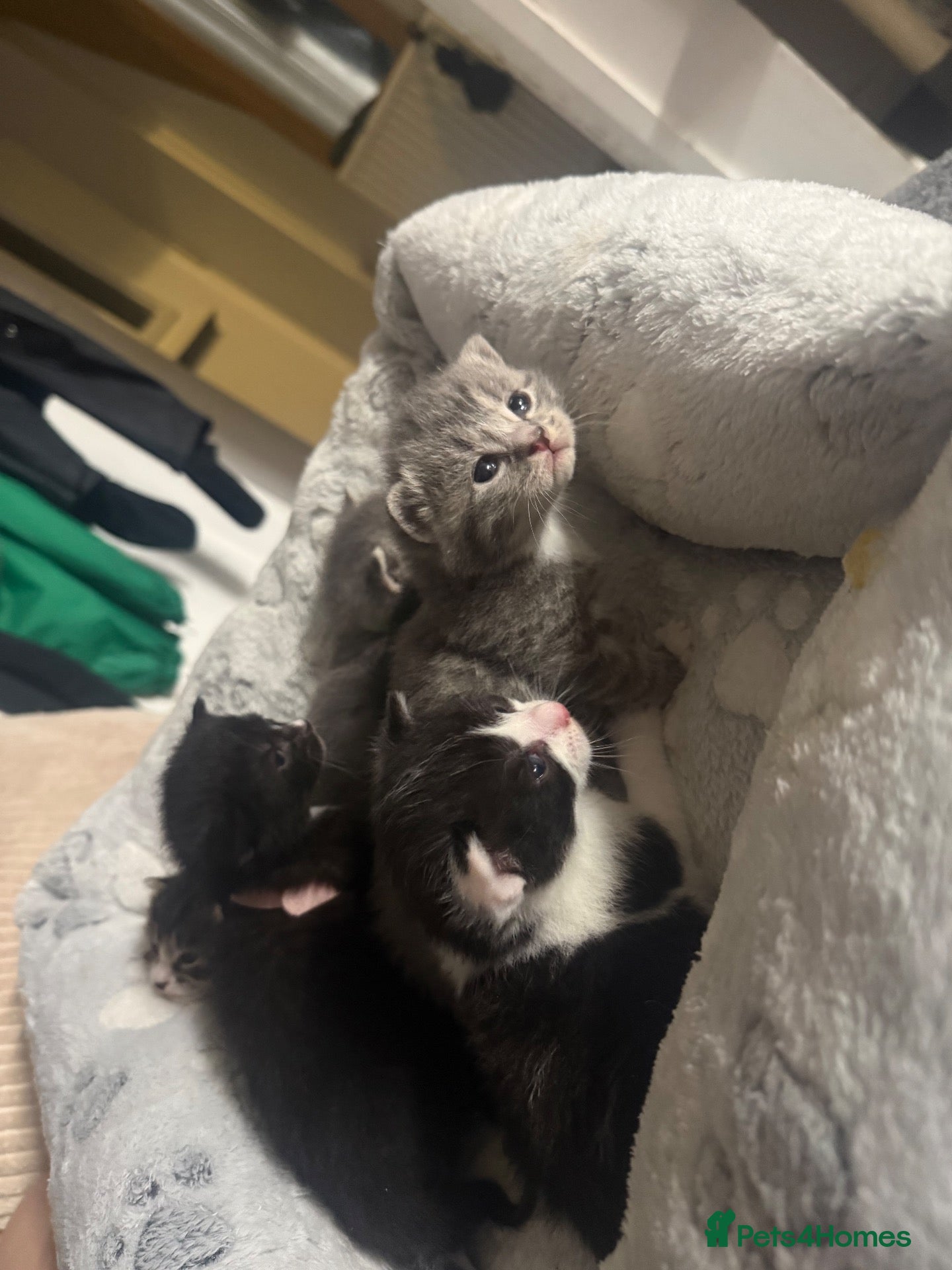 Mixed Breed cats Bsh cross dsh kittens🩷 - Advert 19