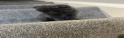 Scottish Fold cats for sale: •	Charming Scottish Fold Kittens Available  - Advert 8