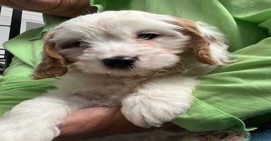 Cavapoo dogs - Advert 9