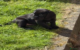 Labrador Retriever dogs for sale: KC reg labs- working bloodline  in Lanark - Image 3