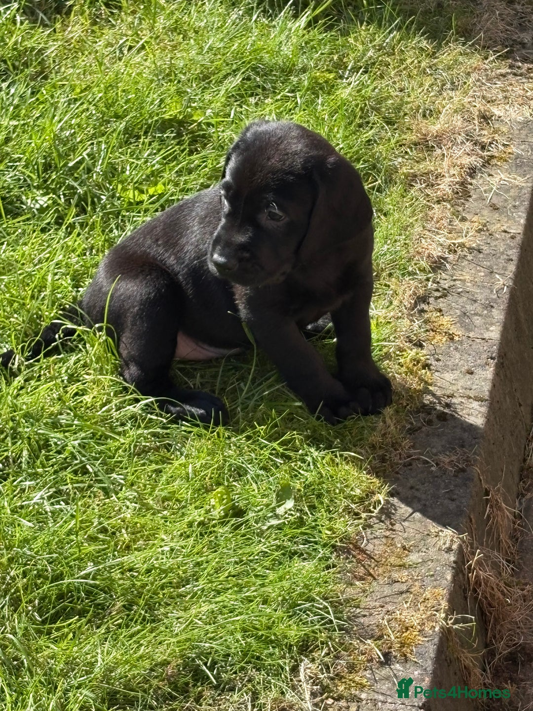 Labrador Retriever dogs for sale: KC reg labs- working bloodline  in Lanark - Image 3
