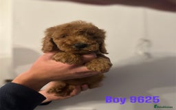Cockapoo dogs for sale: DEEP RED COCKAPOOS READY NOW - Image 21