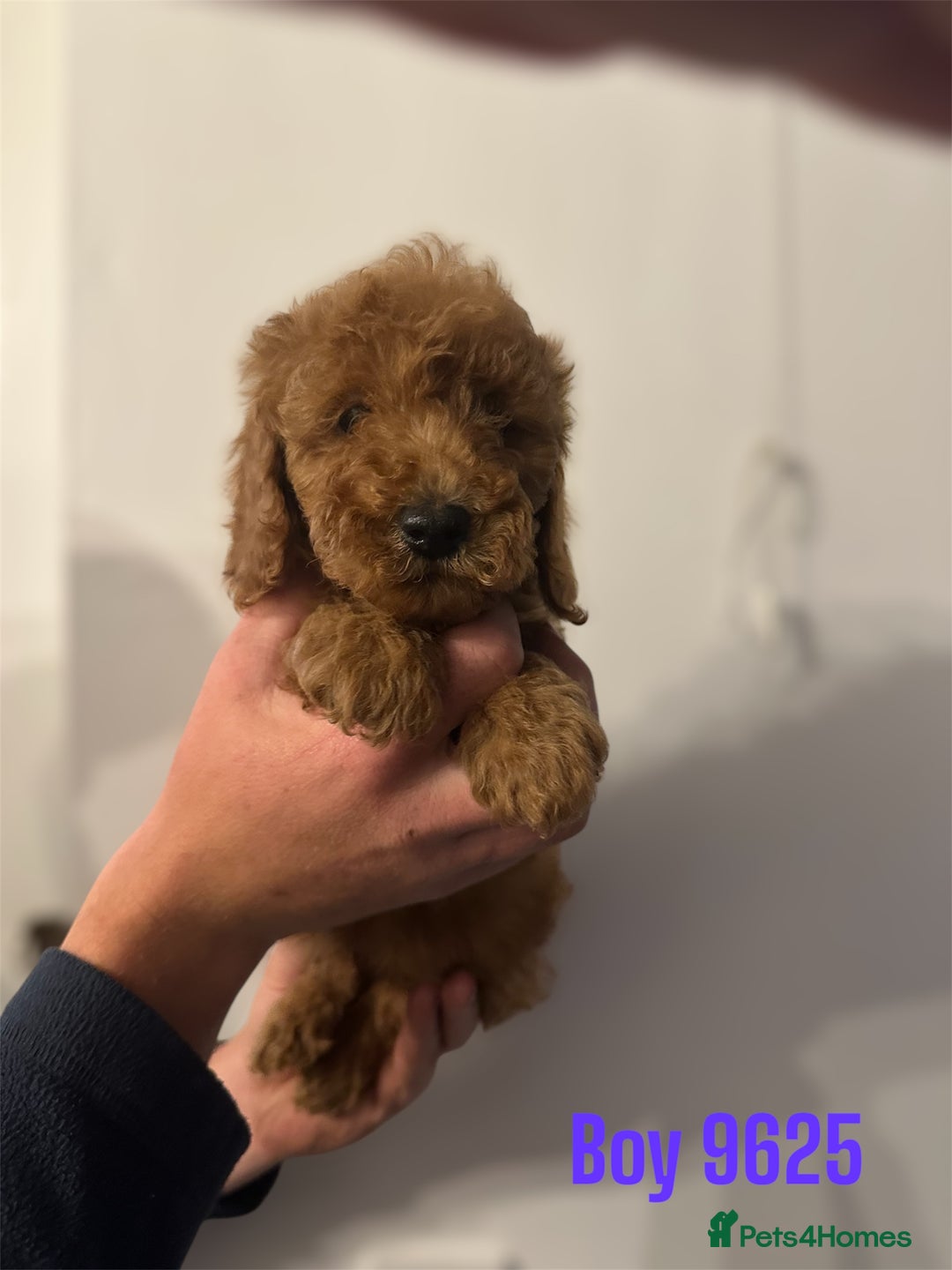 Cockapoo dogs for sale: DEEP RED COCKAPOOS READY NOW - Image 21