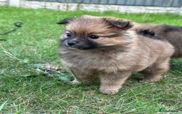 Pomeranian dogs for sale: 5 BEAUTIFUL TEDDY TYPE FOXY POMERANIANS - Image 5