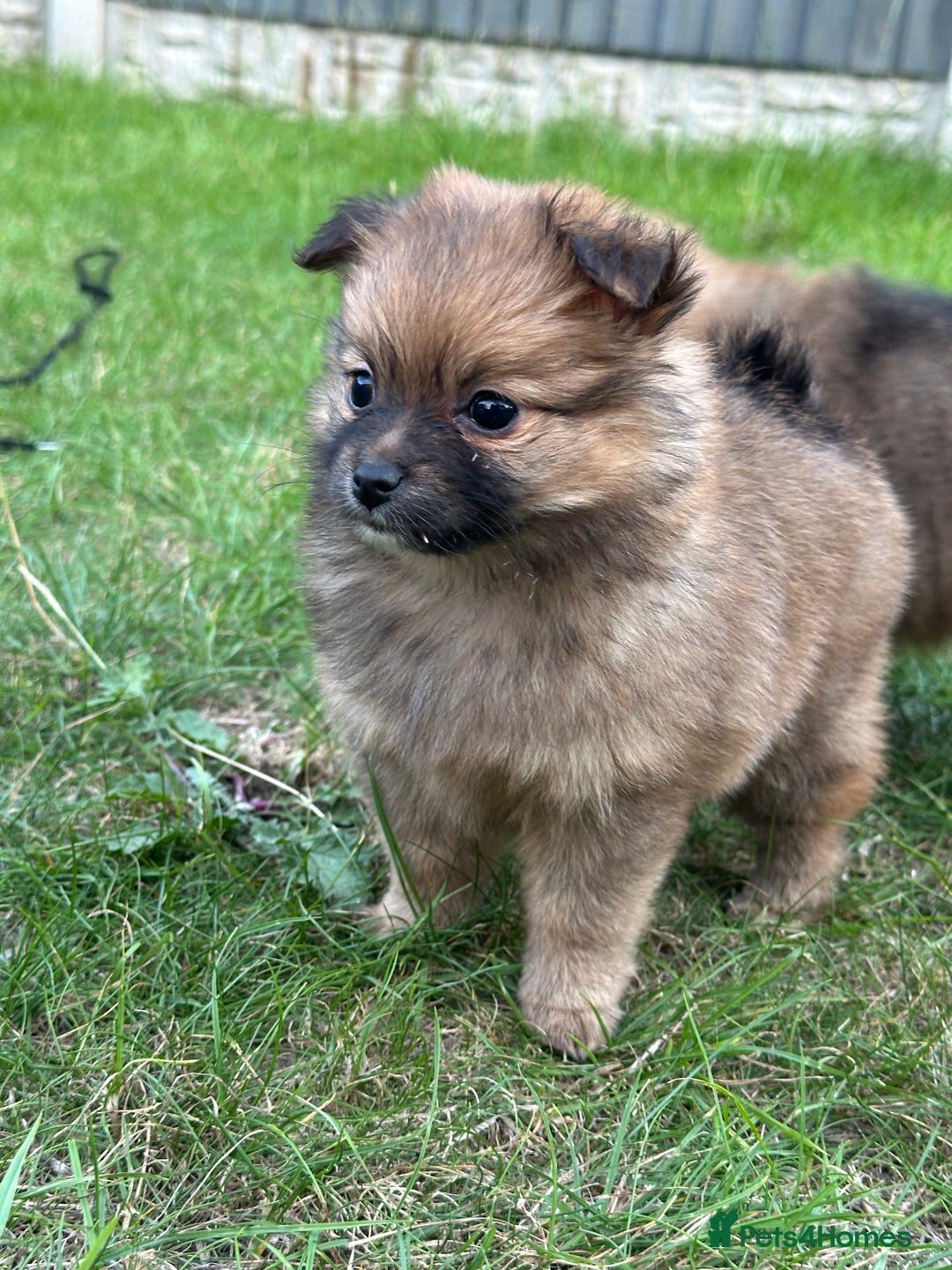 Pomeranian dogs for sale: 5 BEAUTIFUL TEDDY TYPE FOXY POMERANIANS - Image 5