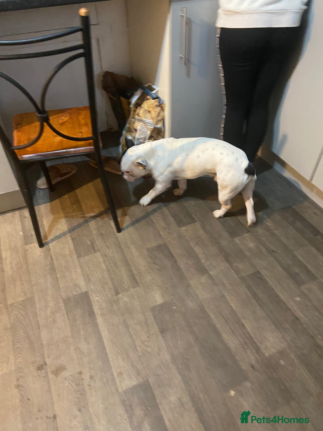 French Bulldog dogs for sale: Mr alin - Image 5