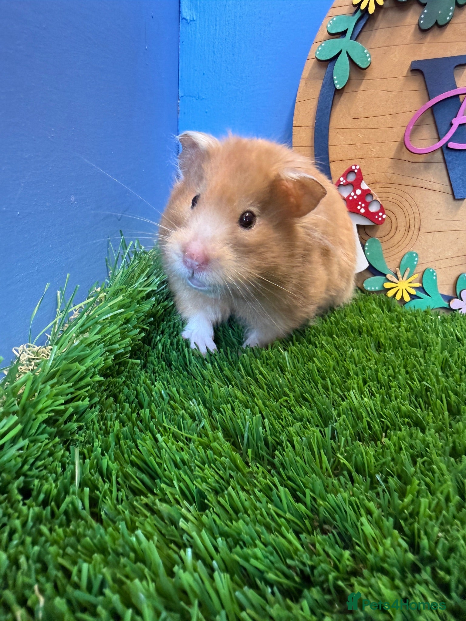 Hamster rodents Beautiful Female Syrian Hamster Long Haired  - Advert 1