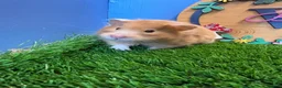 Hamster rodents for sale: Beautiful Female Syrian Hamster Long Haired  - Advert 1