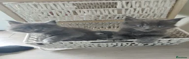 Maine Coon 1