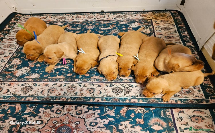 Labrador Retriever dogs - Advert 4