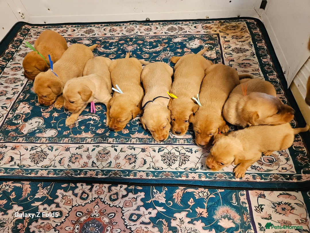Labrador Retriever dogs for sale: KC REG Stunning Litter Fully Health Tested Parents - Image 1
