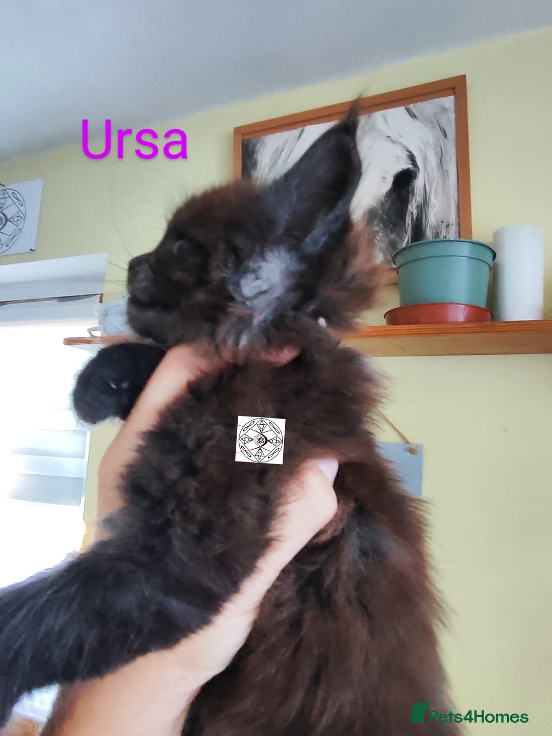 Maine Coon cats for sale: Absolutelly gorgeous kittens  - Image 16