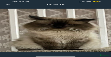 Ragdoll cats - Advert 14