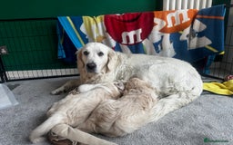 Golden Retriever dogs for sale: Golden Retriever Puppies - Collection 19 September - Image 12