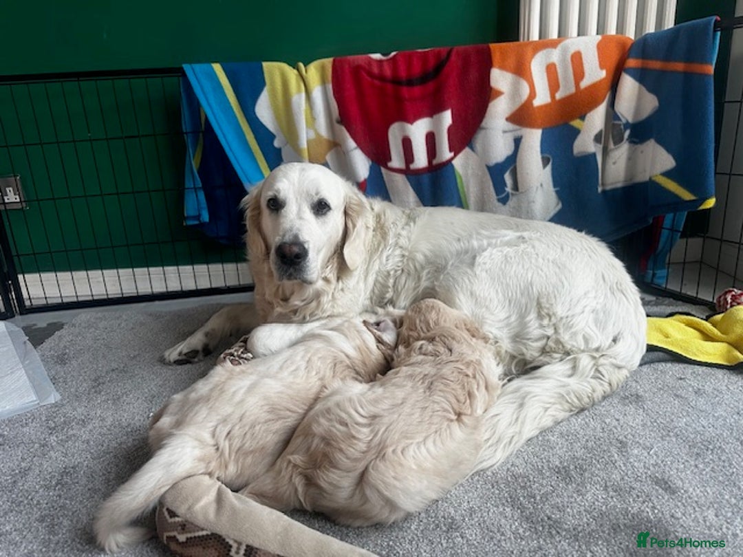 Golden Retriever dogs for sale: Golden Retriever Puppies - Collection 19 September - Image 12