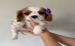 Cavalier King Charles Spaniel dogs for sale: Beautiful King Charles cavalier puppy’s  in Sunderland - Image 29