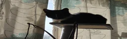 Mixed Breed cats for sale: 2 x female cats (sisters from same litter) in Nuneaton - Advert 15