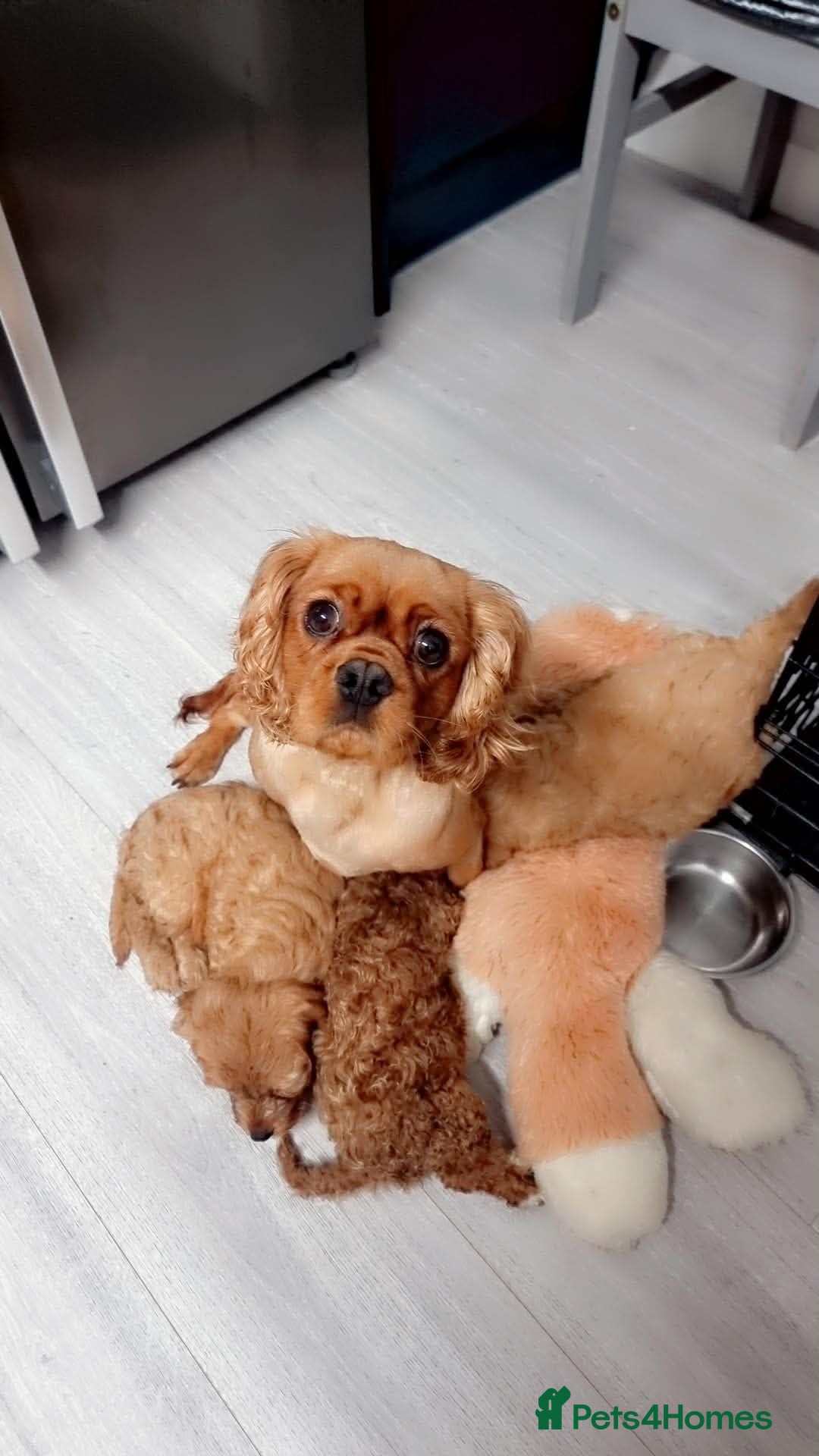 Cavapoo dogs Cavapoo - Advert 1