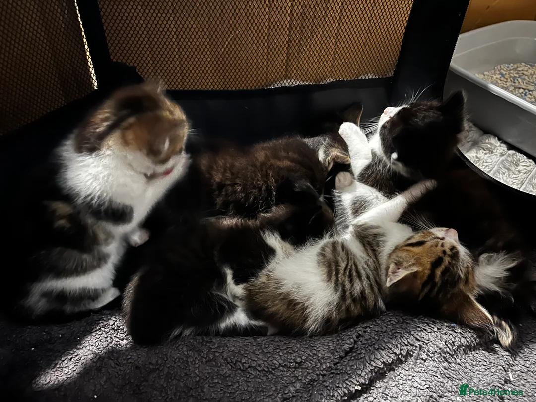 Mixed Breed cats for sale: 5 kitttens - Advert 1
