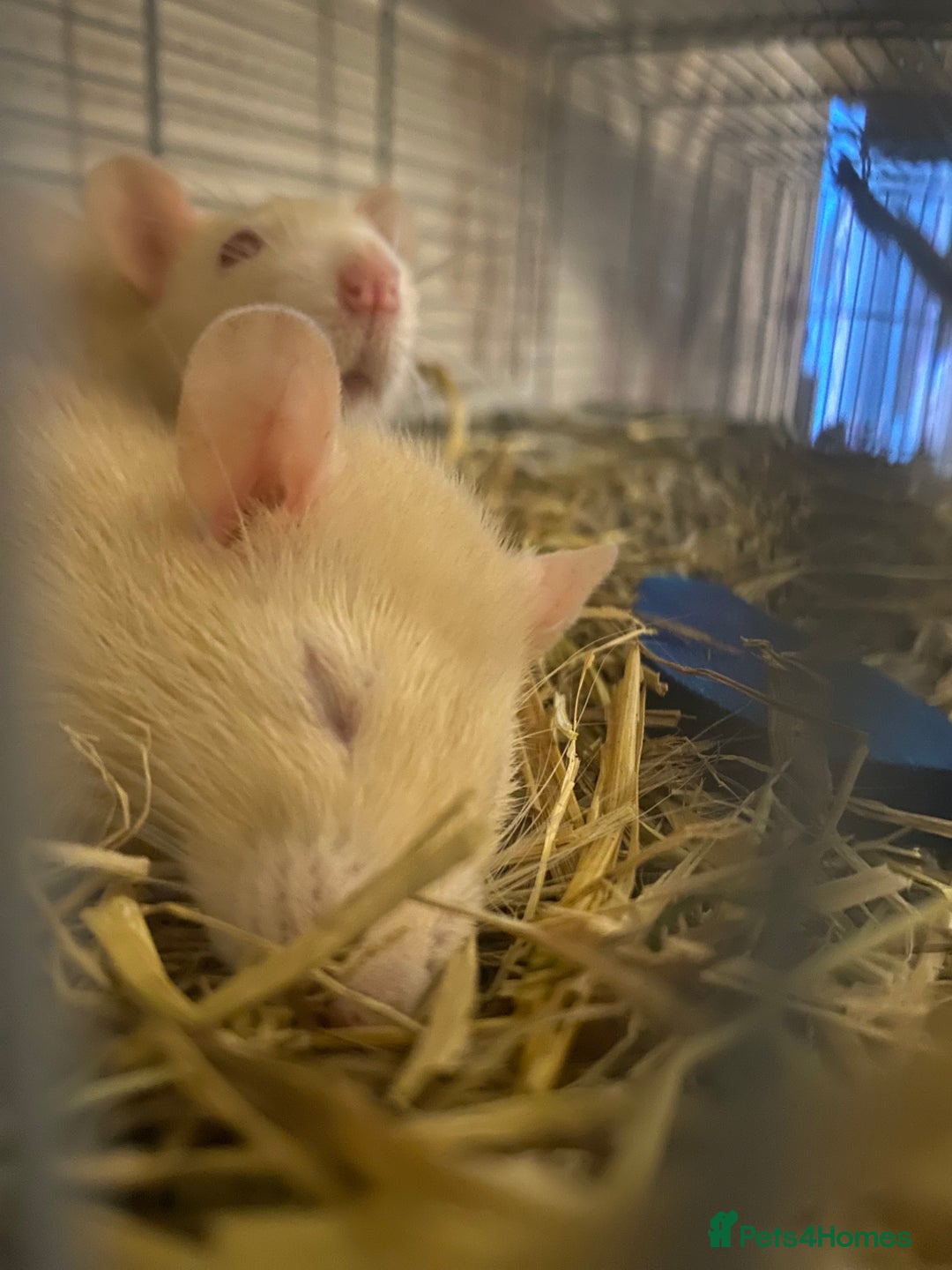 Rat rodents for sale: Albino rats  - Advert 1