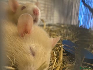 Rat rodents Albino rats - Advert 5