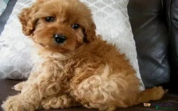 Cavapoo dogs for sale: Red F1 cavapoos Suoerb with full DNA tests - Image 12