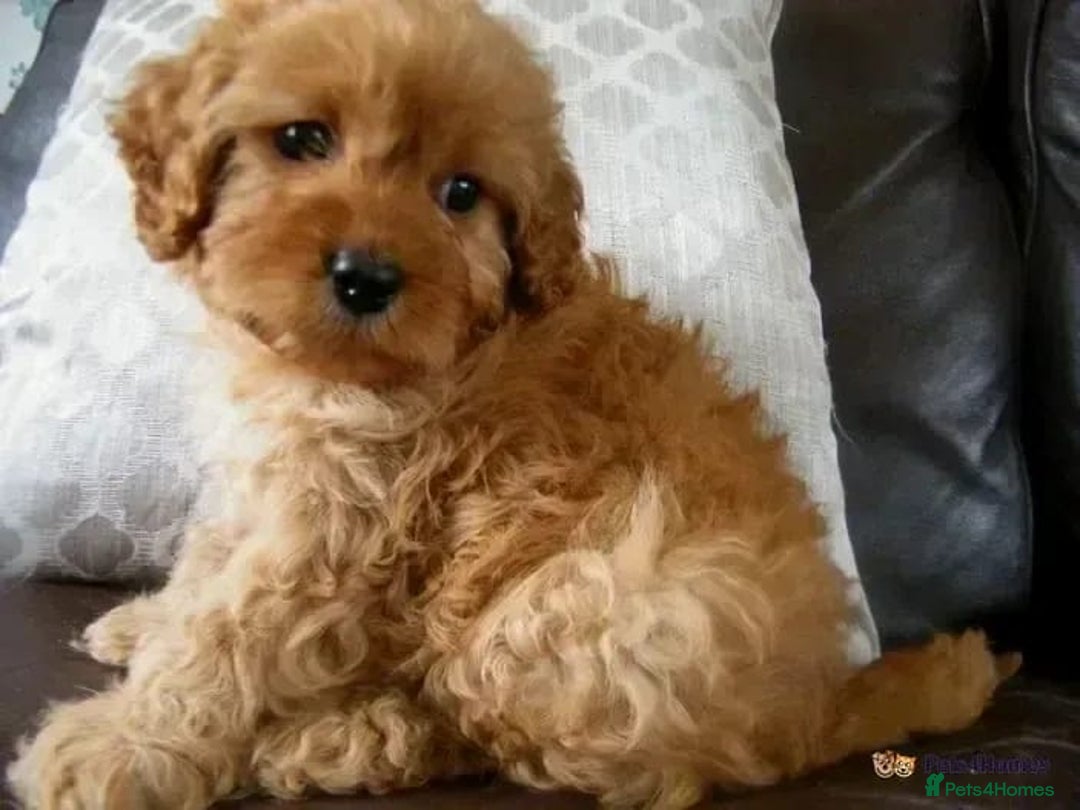 Cavapoo dogs for sale: Red F1 cavapoos Suoerb with full DNA tests - Image 12