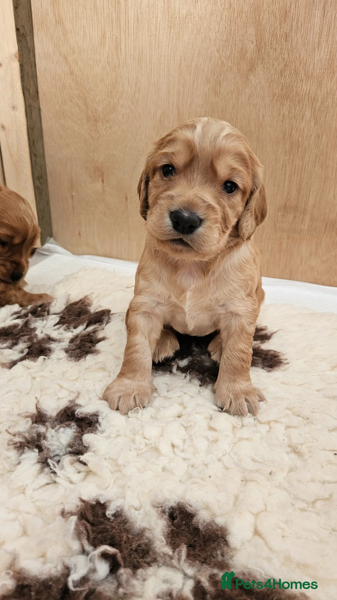 Cocker Spaniel dogs for sale: Working cocker spaniel pups  - Advert 2